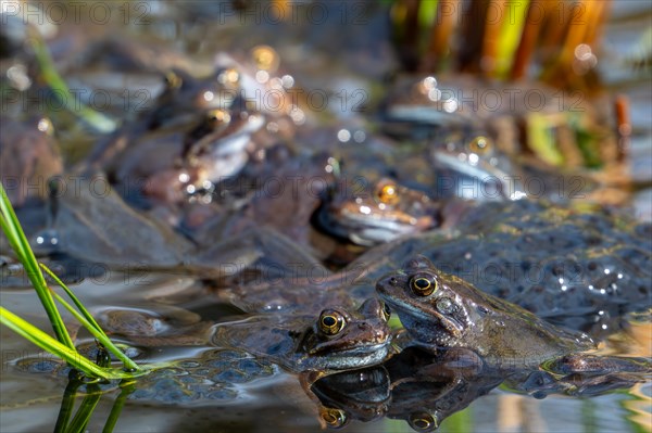 European common frogs, brown frogs, grass frog group (Rana temporaria) on eggs, frogspawn in pond during the spawning, breeding season in spring