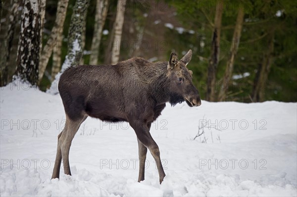 Moose, elk (Alces alces) young bull showing early growing stage with antler buds covered in velvet on antler pedicles in forest in winter, Sweden, Europe