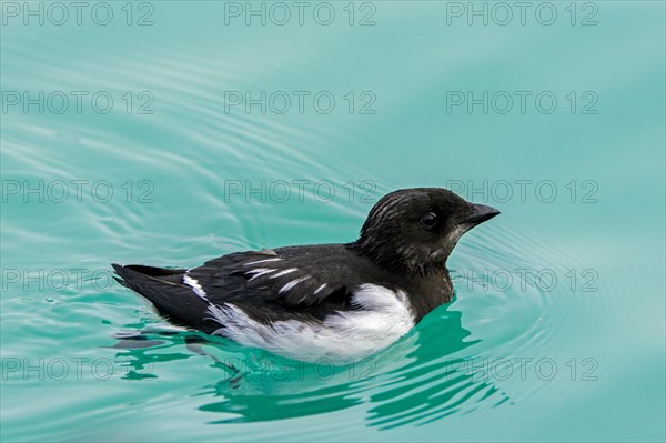 Little auk, dovekie (Alle alle) swimming in the Arctic Ocean, Svalbard, Spitsbergen, Norway, Europe