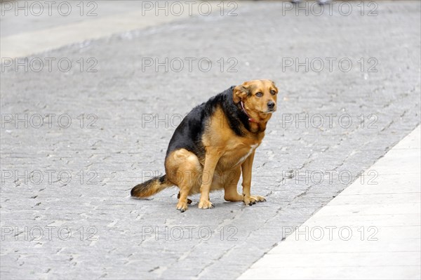 Marseille, A dog sits attentively on a cobbled street, Marseille, Departement Bouches du Rhone, Region Provence Alpes Cote d'Azur, France, Europe
