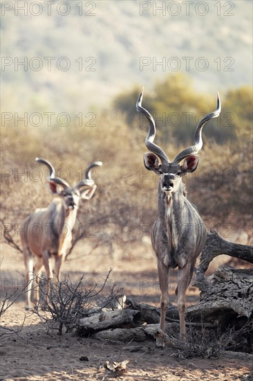 Kudu Group, Limpopo, South Africa, Africa