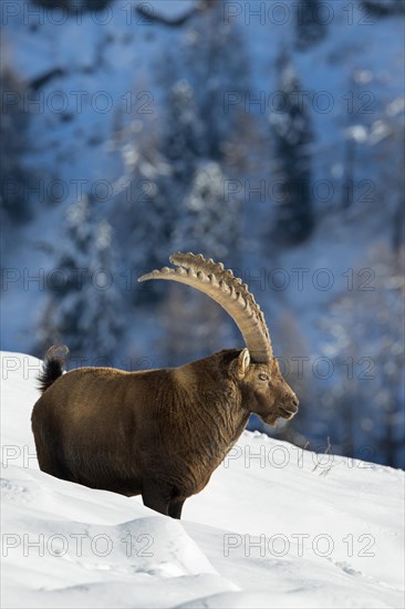 Alpine ibex (Capra ibex) male with big horns on mountain slope in deep snow in winter, Gran Paradiso National Park, Italian Alps, Italy, Europe