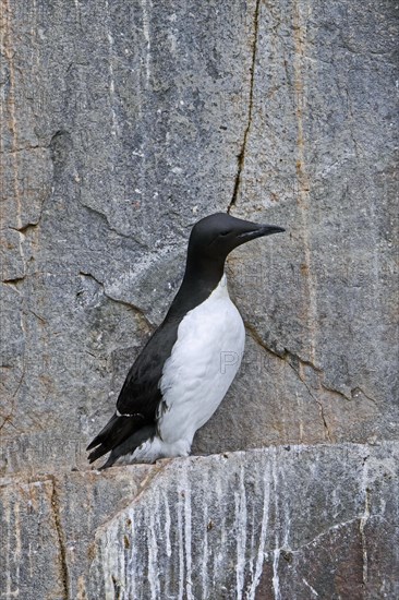 Thick-billed murre, Bruennich's guillemot (Uria lomvia) resting on rock ledge in sea cliff at seabird colony, Alkefjellet on Svalbard, Spitsbergen