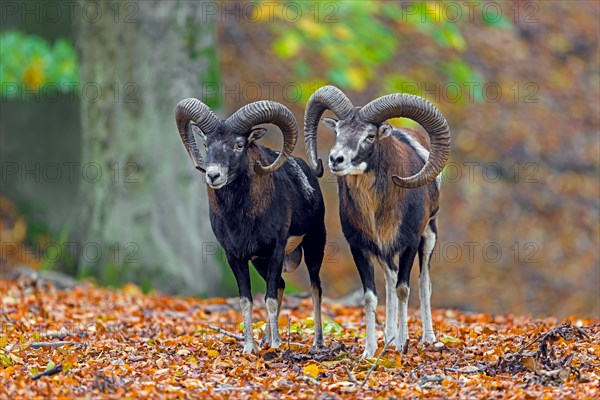 European mouflons (Ovis aries musimon, Ovis gmelini musimon, Ovis ammon) two rams, males in beech forest during the rut in autumn, fall