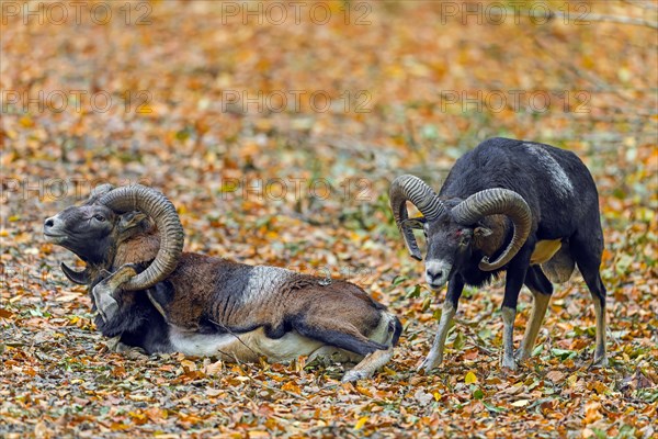 Defeated European mouflon (Ovis aries musimon) lying down after fight by two rams bashing heads and clashing their curved horns during rut in autumn