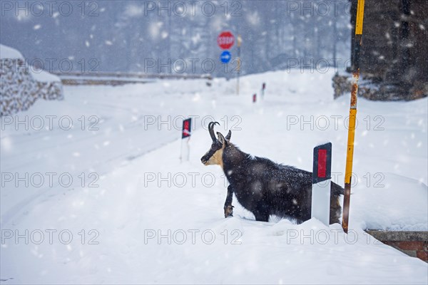 Alpine chamois (Rupicapra rupicapra) male crossing road in deep snow in the Gran Paradiso National Park in winter, Aosta Valley, Italy, Europe