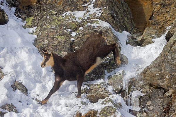 Alpine chamois (Rupicapra rupicapra) fleeing male in dark winter coat descending steep gully in snowy rock face in the mountains of the European Alps