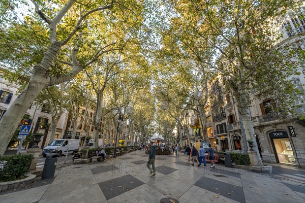 Palma de Mallorca, Spain, October 30 2023: photo of beautiful street, Paseo del Borne in Spain, Europe