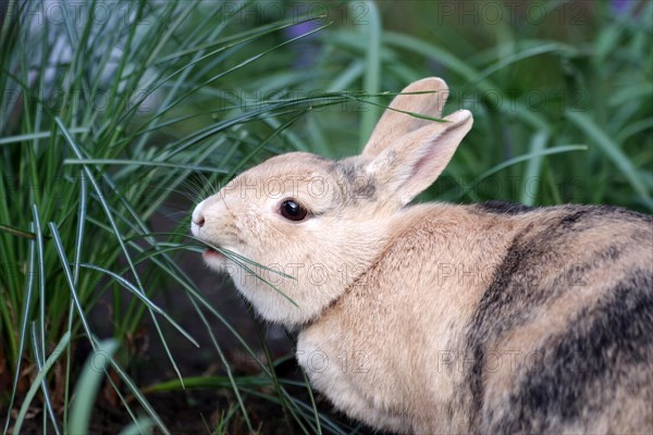 Rabbit (Oryctolagus cuniculus domestica), portrait, leaves, eating, The brown domestic rabbit has opened its mouth and eats the leaves of the crocus