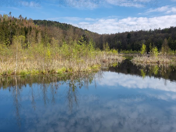 Lake Albertsee in the morning light, swampy sinkhole lake with floating islands in Frauenseer Forst, Marksuhl, Thuringia, Germany, Europe