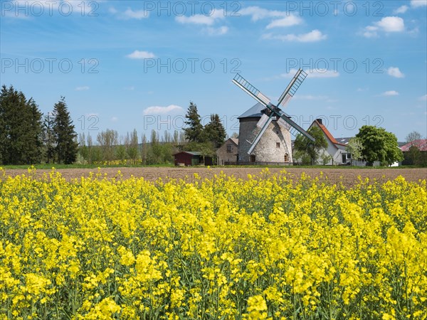 Rape field in bloom and Erna mill, windmill, tower windmill, Immenrode, Thuringia, Germany, Europe