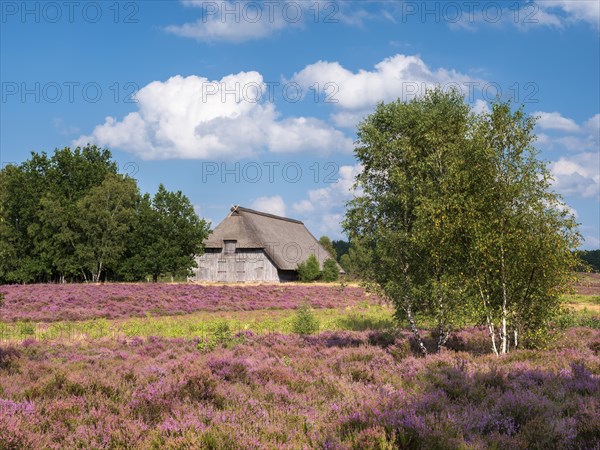 Typical heath landscape with old sheepfold, juniper and flowering heather, Lueneburg Heath, Lower Saxony, Germany, Europe