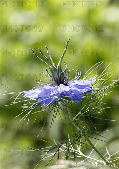 Genuine black cumin (Nigella sativa), North Rhine-Westphalia, Germany, Europe