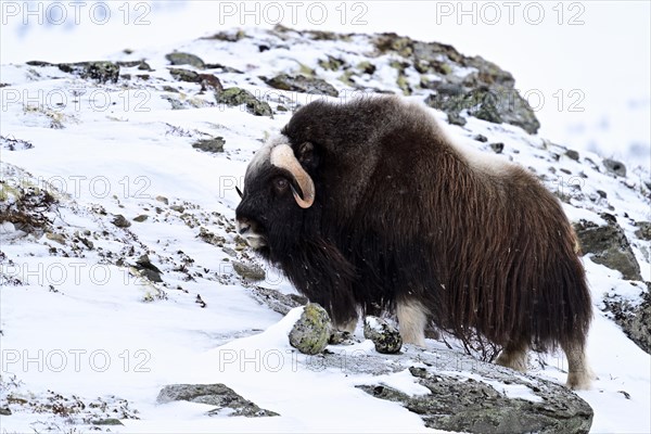 Musk ox (Ovibos moschatus) in the snow, Dovrefjell-Sunndalsfjella National Park, Norway, Europe