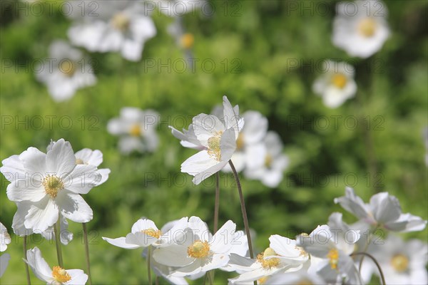 Wood anemone (Anemonoides nemorosa) (syn.: Anemone nemorosa), North Rhine-Westphalia, Germany, Europe