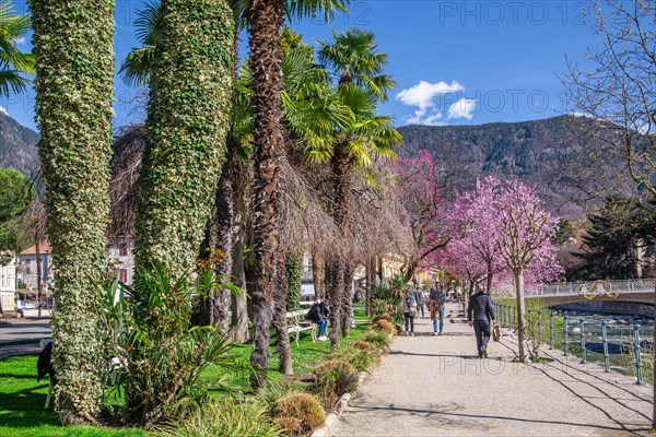 Passer promenade with blossoming trees in spring, Merano, Pass Valley, Adige Valley, Burggrafenamt, Alps, South Tyrol, Trentino-South Tyrol, Italy, Europe