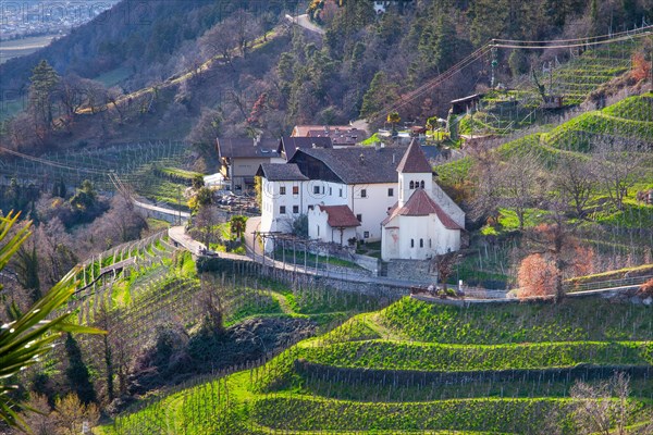 Wine terraces with St Peter's parish church in spring, Dorf Tyrol near Meran, Etschtal, Burggrafenamt, Alps, South Tyrol, Trentino-South Tyrol, Italy, Europe