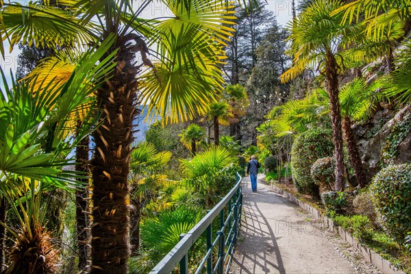 Subtropical plants on the Gilf promenade in spring, Merano, Val Passiria, Val d'Adige, Burggrafenamt, Alps, South Tyrol, Trentino-Alto Adige, Italy, Europe