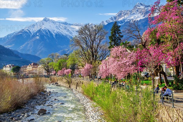 River Passer with blossoming trees on the spa promenade in spring in front of the Texel Group with the target peak 3006m, Merano, Pass Valley, Adige Valley, Burggrafenamt, Alps, South Tyrol, Trentino-South Tyrol, Italy, Europe