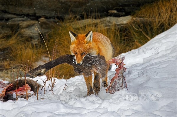 Scavenging red fox (Vulpes vulpes) walking away in the snow with leg of killed, perished chamois in winter in the Alps