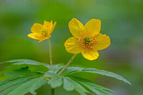 Yellow wood anemone, buttercup anemone (Anemone ranunculoides, Anemanthus ranunculoides) in flower in forest in spring