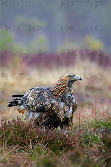 European golden eagle (Aquila chrysaetos chrysaetos) in moorland, heathland in the rain in winter