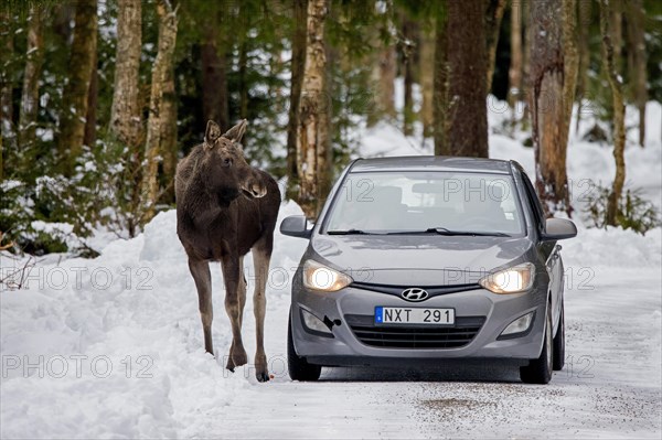 Moose, elk (Alces alces) crossing forest road with car passing by in winter in Sweden, Scandinavia