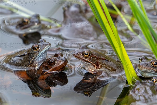 European common frogs, brown frogs and amplexed grass frog pair (Rana temporaria) gathering in pond during the spawning, breeding season in spring