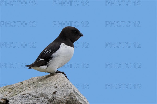 Little auk, dovekie (Alle alle) perched on rock along the Arctic Ocean, Svalbard, Spitsbergen, Norway, Europe