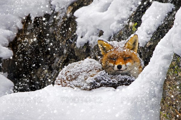 Red fox (Vulpes vulpes) resting curled up among the rocks in the snow in winter during snowfall