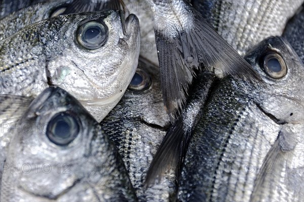 Marseille, Fresh fish on ice with focussed eyes and visible scales, Marseille, Departement Bouches-du-Rhone, Region Provence-Alpes-Cote d'Azur, France, Europe