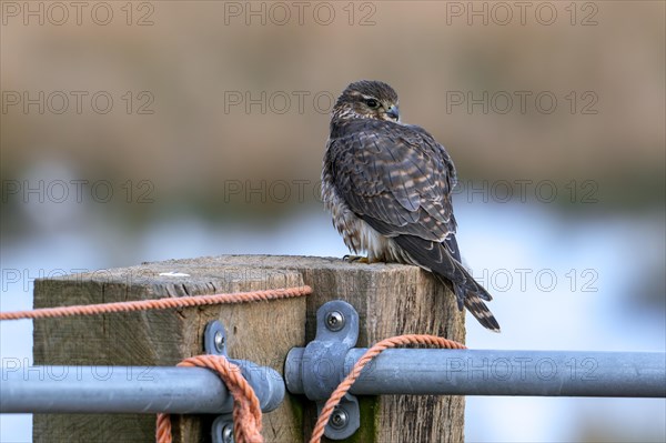 Eurasian merlin (Falco columbarius aesalon) female perched on wooden fence post along farmland in late winter