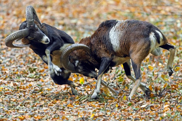 European mouflons (Ovis aries musimon, Ovis gmelini musimon) two rams fighting by bashing heads and clashing their curved horns during rut in autumn