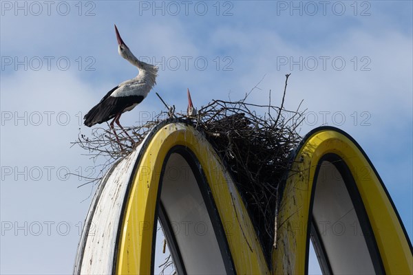 White stork two adult birds with stretched neck next to and in nest on Mc Donald's symbol standing and sitting looking up in front of blue sky with white clouds