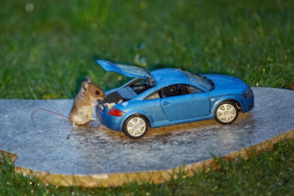 Wood mouse standing next to blue Audi TT model car with open boot and food on stone slab in green grass, looking right