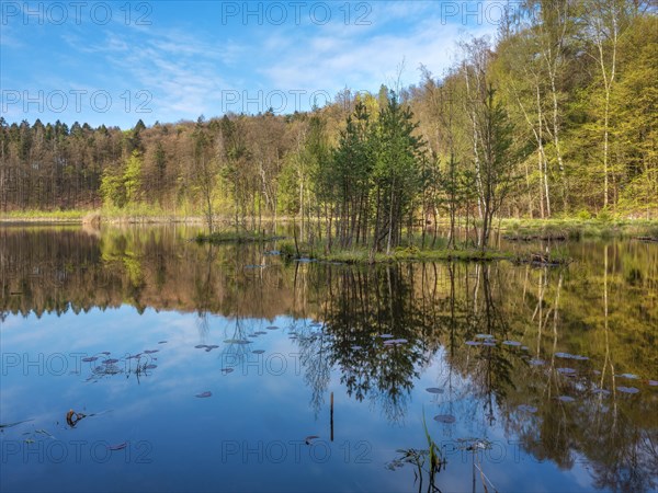 Lake Albertsee in the morning light, swampy sinkhole lake with floating islands in Frauenseer Forst, Marksuhl, Thuringia, Germany, Europe