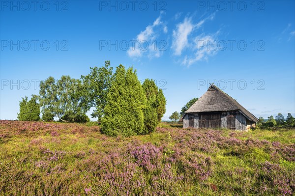 Typical heath landscape with old sheepfold, juniper and flowering heather, Lueneburg Heath, Lower Saxony, Germany, Europe