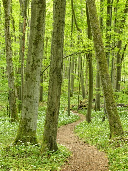 Hiking trail through the ramson (Allium ursinum) in the beech forest, Hainich National Park, Bad Langensalza, Thuringia, Germany, Europe