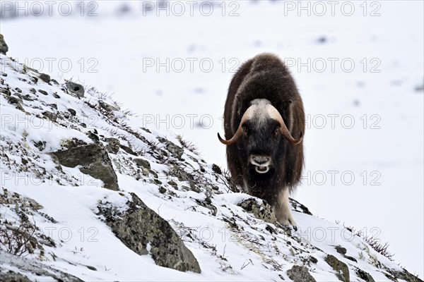 Musk ox (Ovibos moschatus) in the snow, Dovrefjell-Sunndalsfjella National Park, Norway, Europe