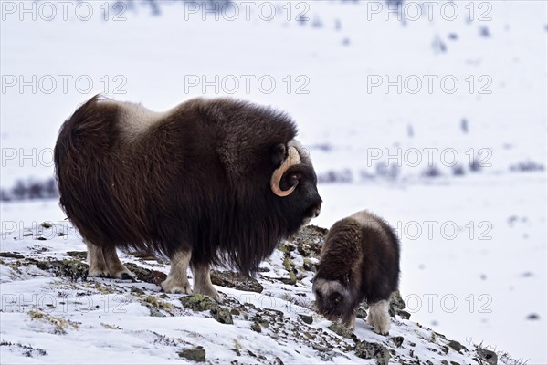 Musk ox (Ovibos moschatus) with young in the snow, Dovrefjell-Sunndalsfjella National Park, Norway, Europe