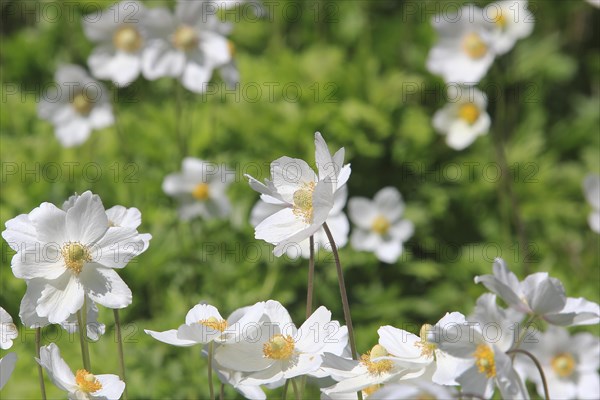 Wood anemone (Anemonoides nemorosa) (syn.: Anemone nemorosa), North Rhine-Westphalia, Germany, Europe