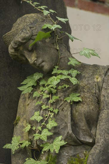 Ivy, mourning figure, symbolic photo death, mourning, North Cemetery, Wiesbaden, Hesse, Germany, Europe