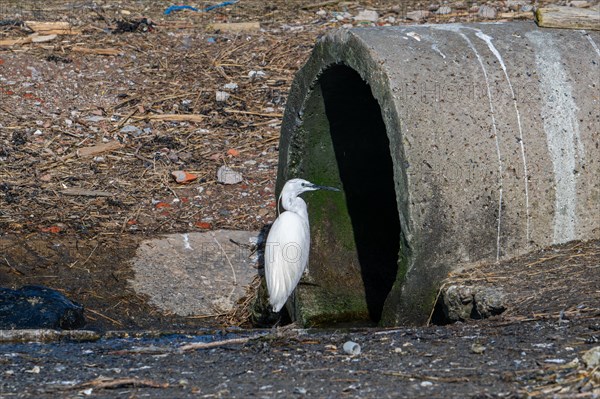 Little egret waiting at drainpipe for little fishes, crabs and crustaceans in cooling water of the Borssele Nuclear Power Station, the Netherlands