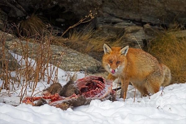 Scavenging red fox (Vulpes vulpes) feeding on carcass of killed, perished chamois in the snow in winter in the Alps