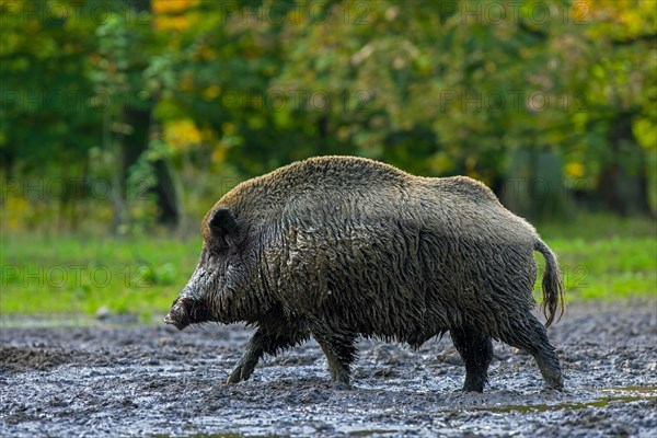 Solitary wild boar (Sus scrofa) male covered in mud after taking a mud bath, wallowing in quagmire in forest in autumn, fall