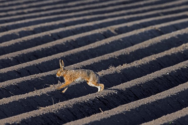 European brown hare (Lepus europaeus) running, fleeing over freshly planted ridge-row potato field in spring