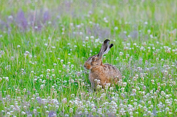European brown hare (Lepus europaeus) sitting among wildflowers in meadow, pasture in summer