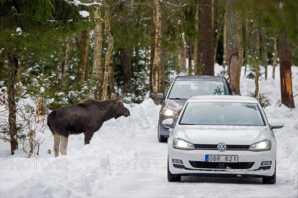 Moose, elk (Alces alces) wants to cross forest road with cars passing by in winter in Sweden, Scandinavia