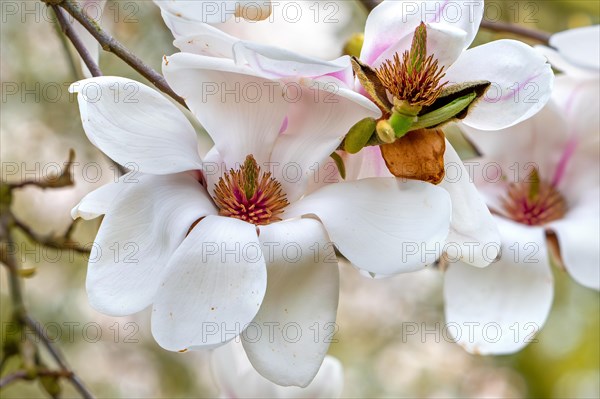 Blooming magnolia Daisy Diva showing white flowers and gynoecium in spring