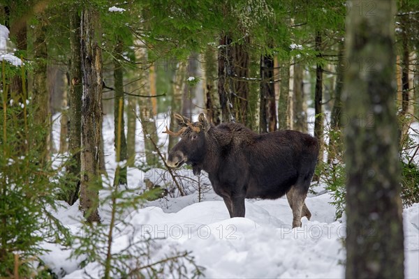 Moose, elk (Alces alces) young bull with small antlers foraging in coniferous forest in the snow in winter, Sweden, Europe